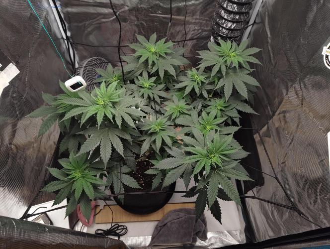 Grizzly. Week 8