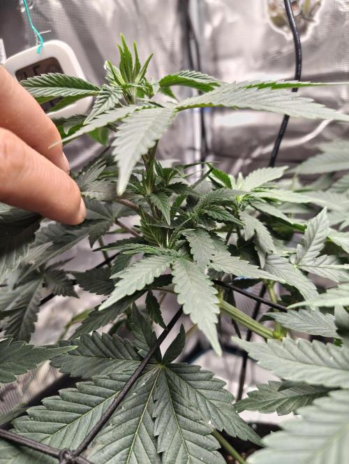 Grizzly. Week 8