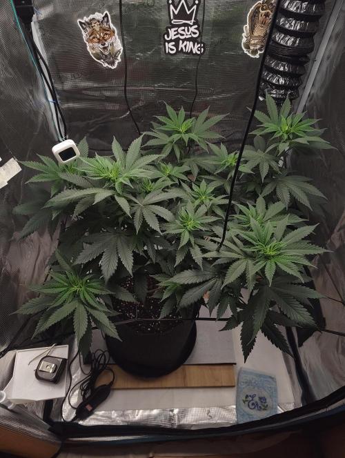 Grizzly. Week 9