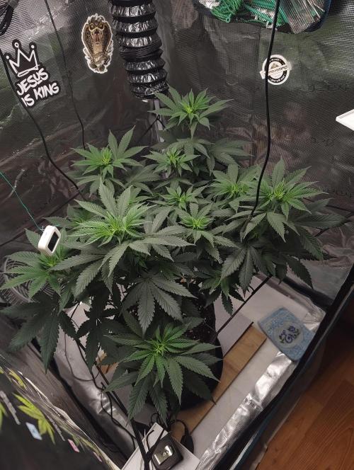 Grizzly. Week 9