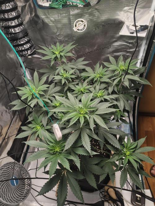 Grizzly. Week 9