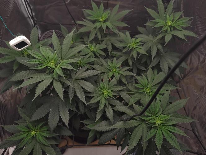 Grizzly. Week 9
