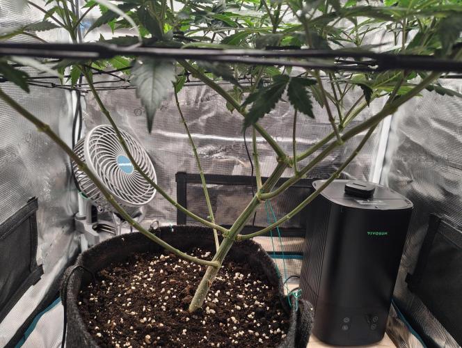 Grizzly. Week 9