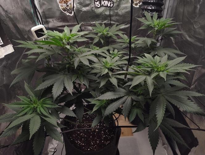 Grow Tent 80x80x160cm (2.7'x2.7'x5.3'). Week 9
