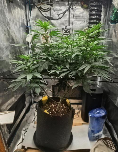 Grizzly. Week 10