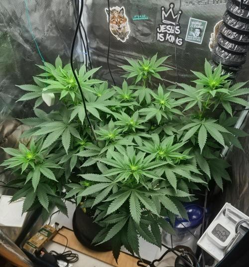 Grizzly. Week 10