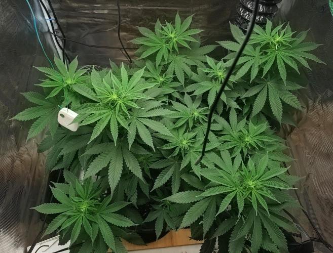Grizzly. Week 10