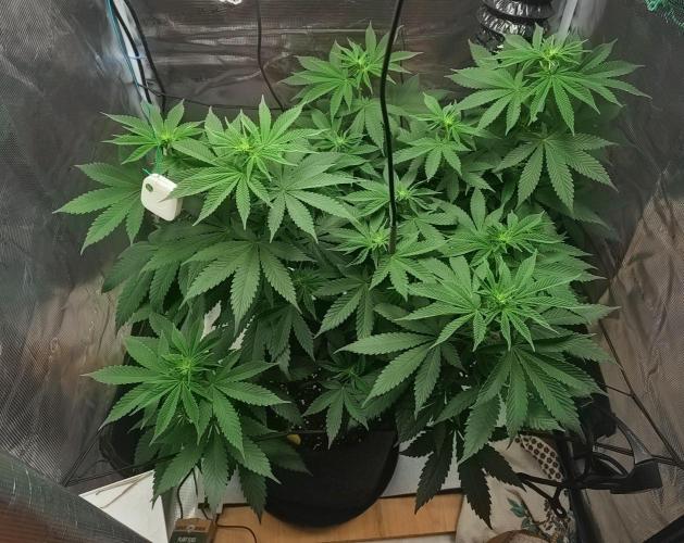 Grizzly. Week 10