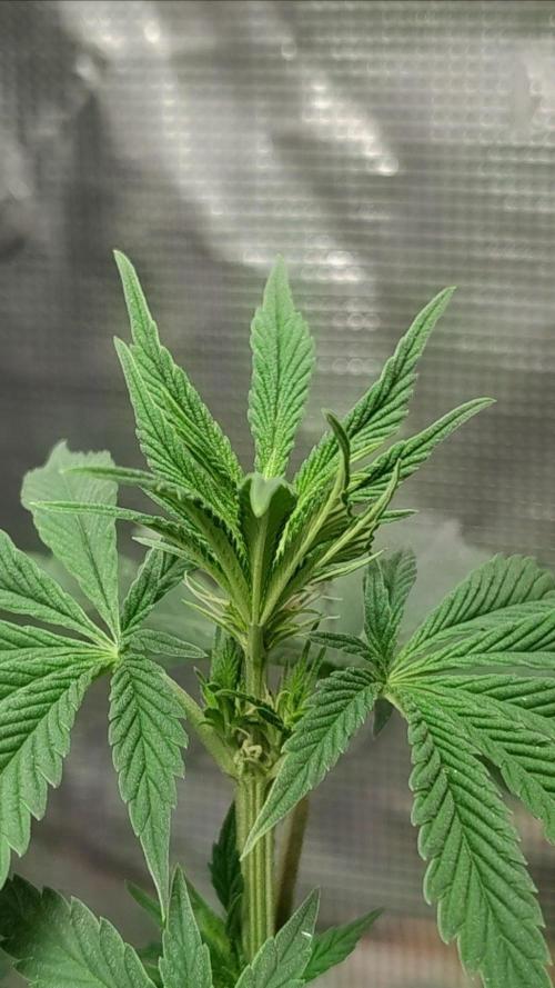 Grow Tent 80x80x160cm (2.7'x2.7'x5.3'). Week 10