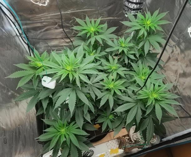 Grizzly. Week 10
