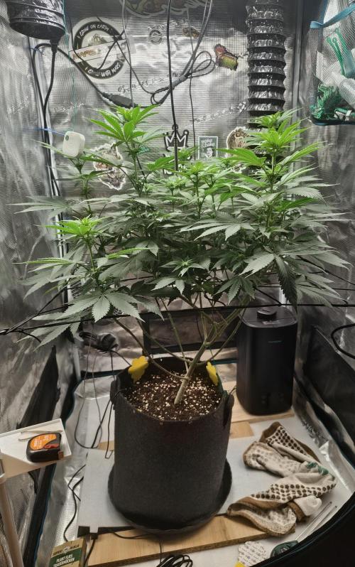 Grizzly. Week 11