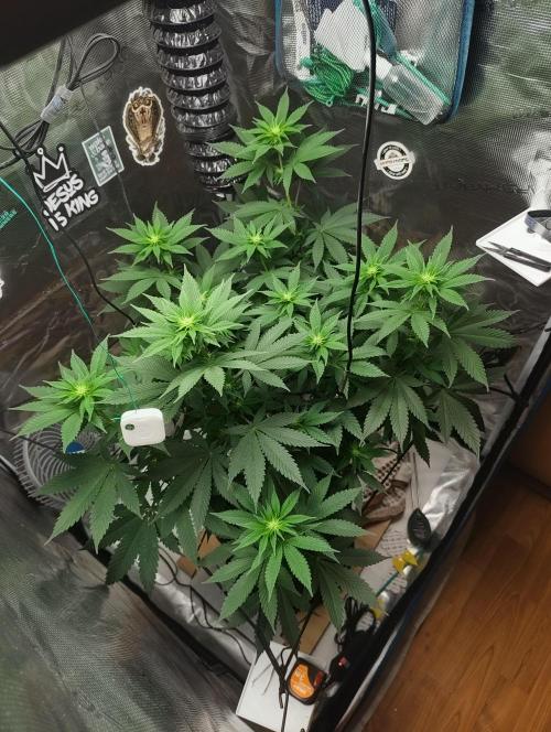Grizzly. Week 11