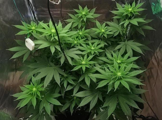 Grizzly. Week 11