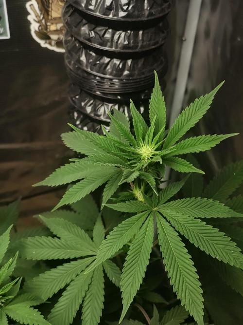 Grizzly. Week 11