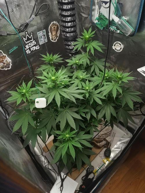 Grow Tent 80x80x160cm (2.7'x2.7'x5.3'). Week 11