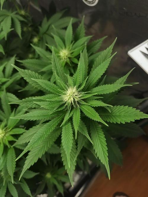 Grizzly. Week 12
