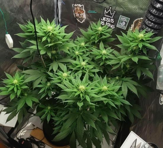 Grizzly. Week 12