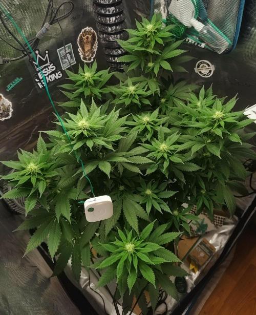 Grizzly. Week 12