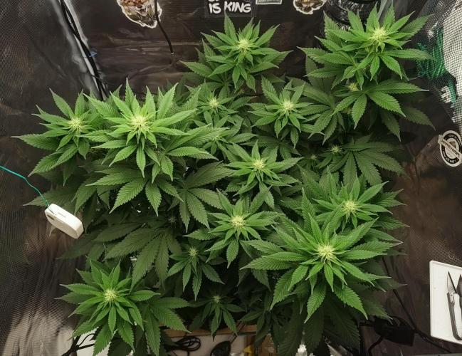Grizzly. Week 12