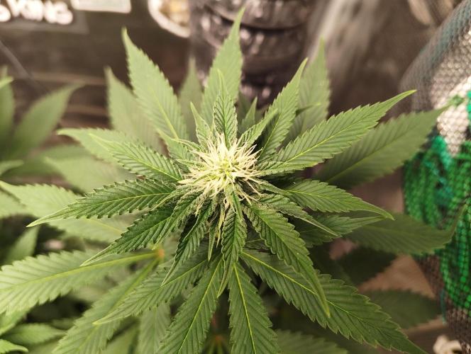 Grizzly. Week 12