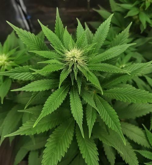 Grizzly. Week 12