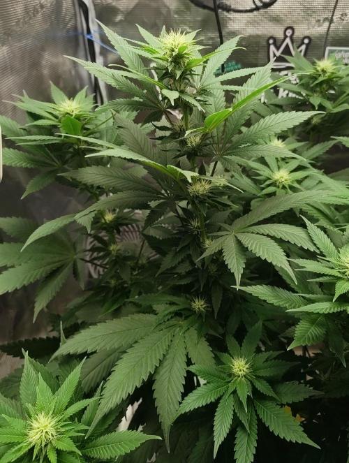 Grizzly. Week 12