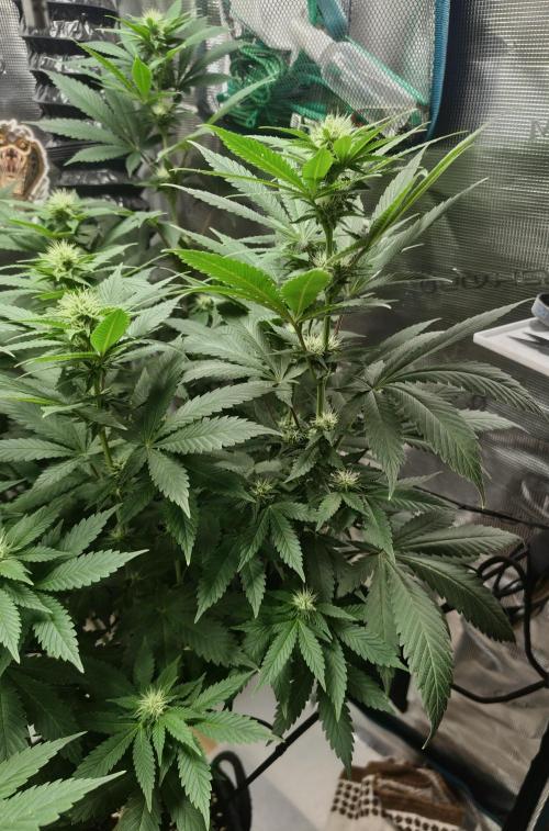 Grizzly. Week 12