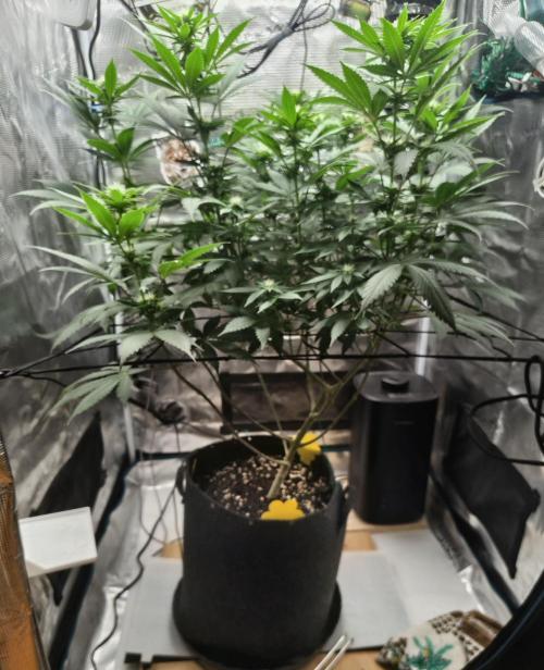 Grow Tent 80x80x160cm (2.7'x2.7'x5.3'). Week 12