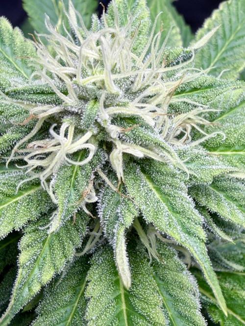 Grizzly. Week 13