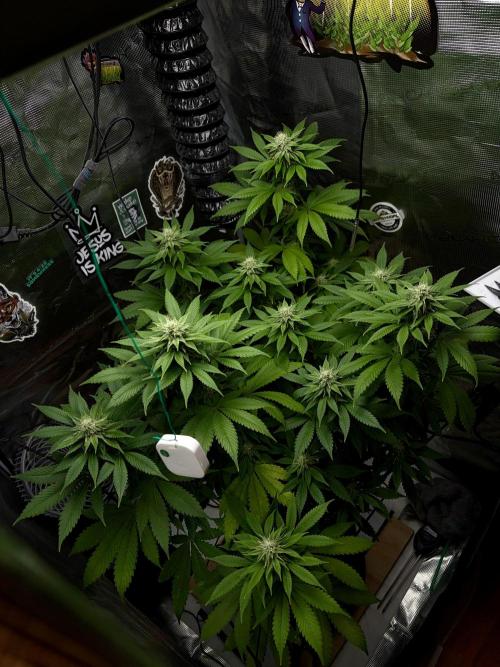 Grizzly. Week 13