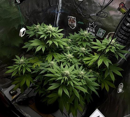 Grizzly. Week 13