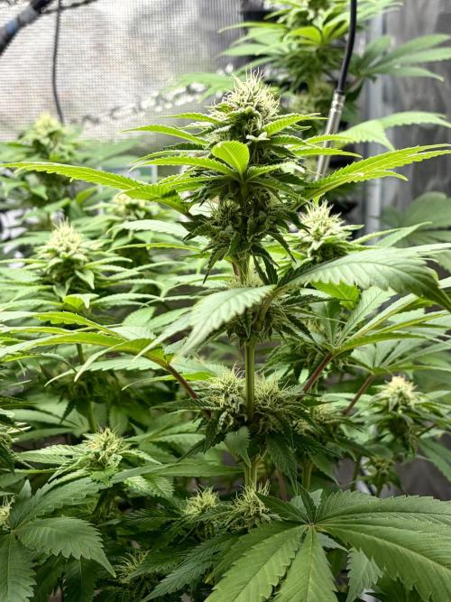 Grizzly. Week 13