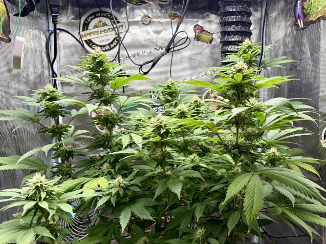 Grizzly. Week 13
