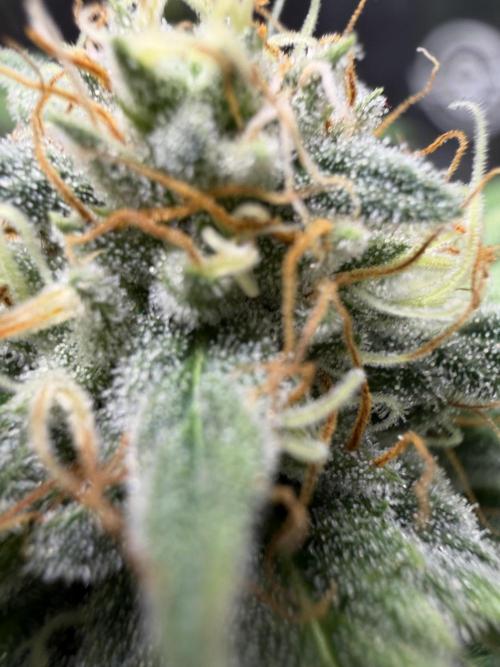 Grizzly. Week 15