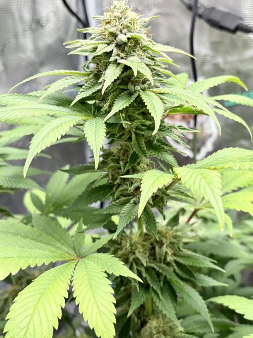 Grizzly. Week 15