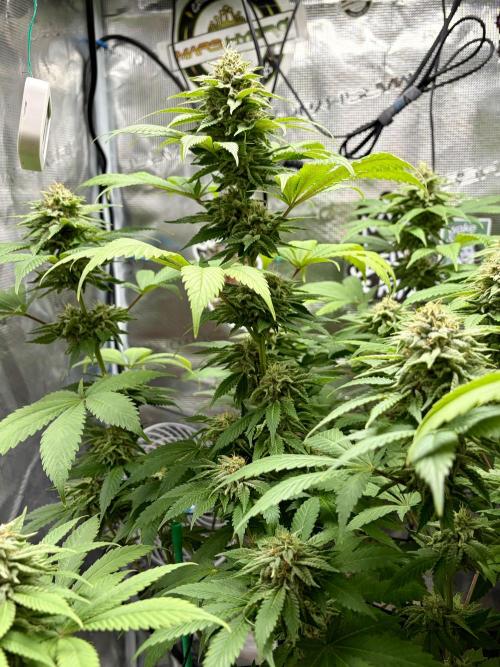 Grizzly. Week 15