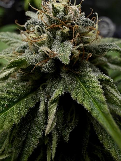 Grizzly. Week 15