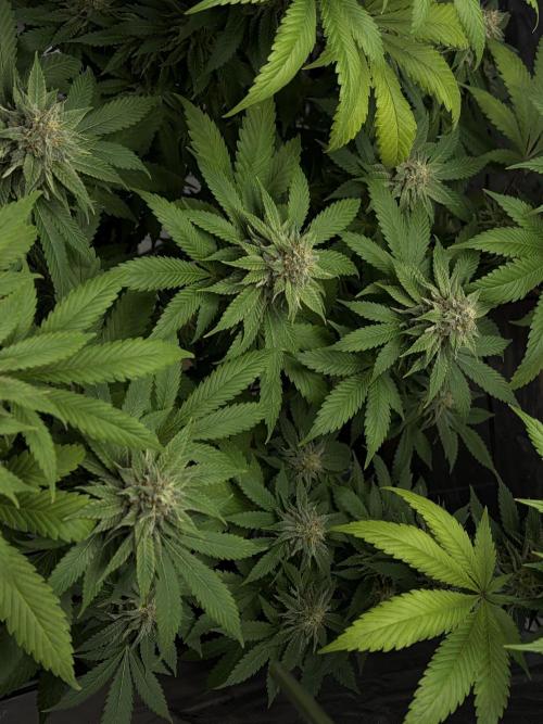 Grizzly. Week 15