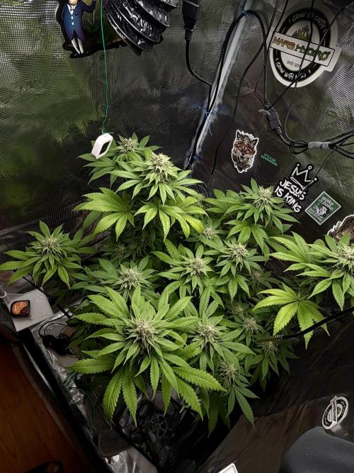 Grizzly. Week 15