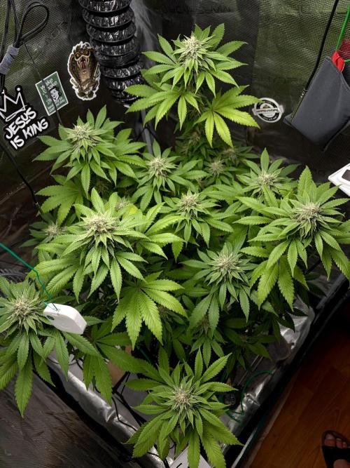 Grizzly. Week 15