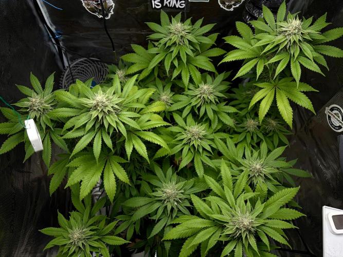 Grizzly. Week 15