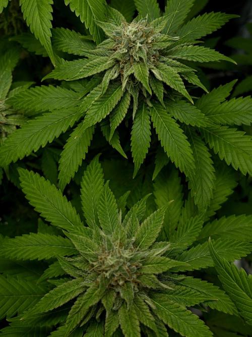 Grow Tent 80x80x160cm (2.7'x2.7'x5.3'). Week 15
