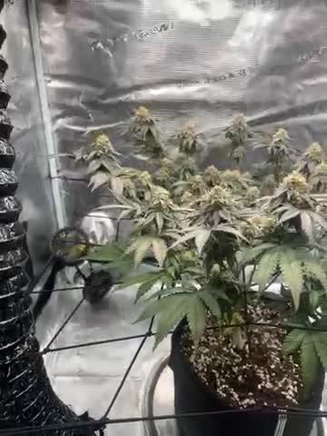 White fier og