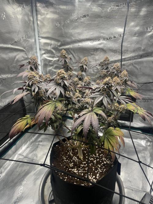 White fier og. Week 8 - 👍