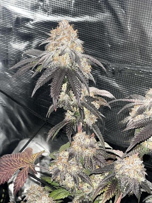 White fier og. Week 8