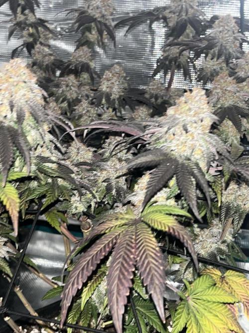 White fier og. Week 8