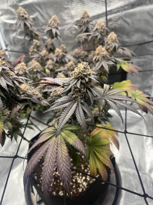 White fier og. Week 8