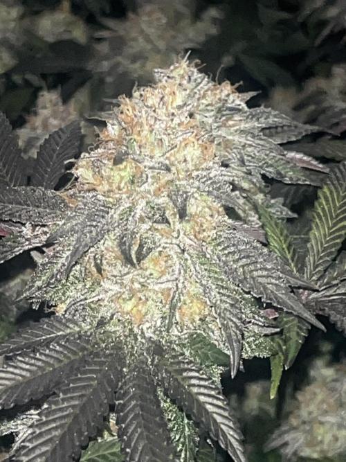 White fier og. Week 8