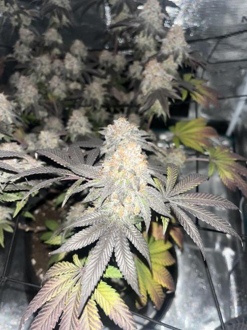 White fier og. Week 8