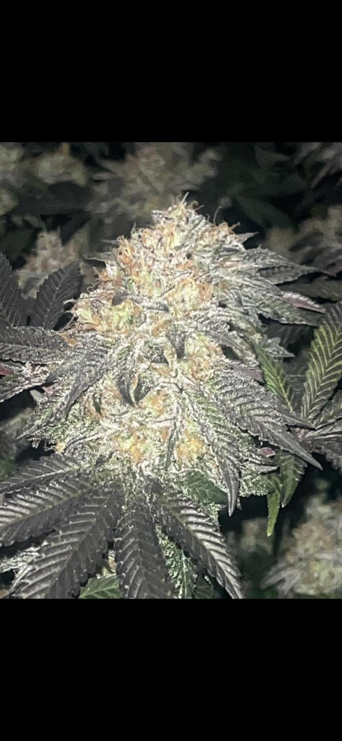 White fier og. Week 9 - 😁 jaja